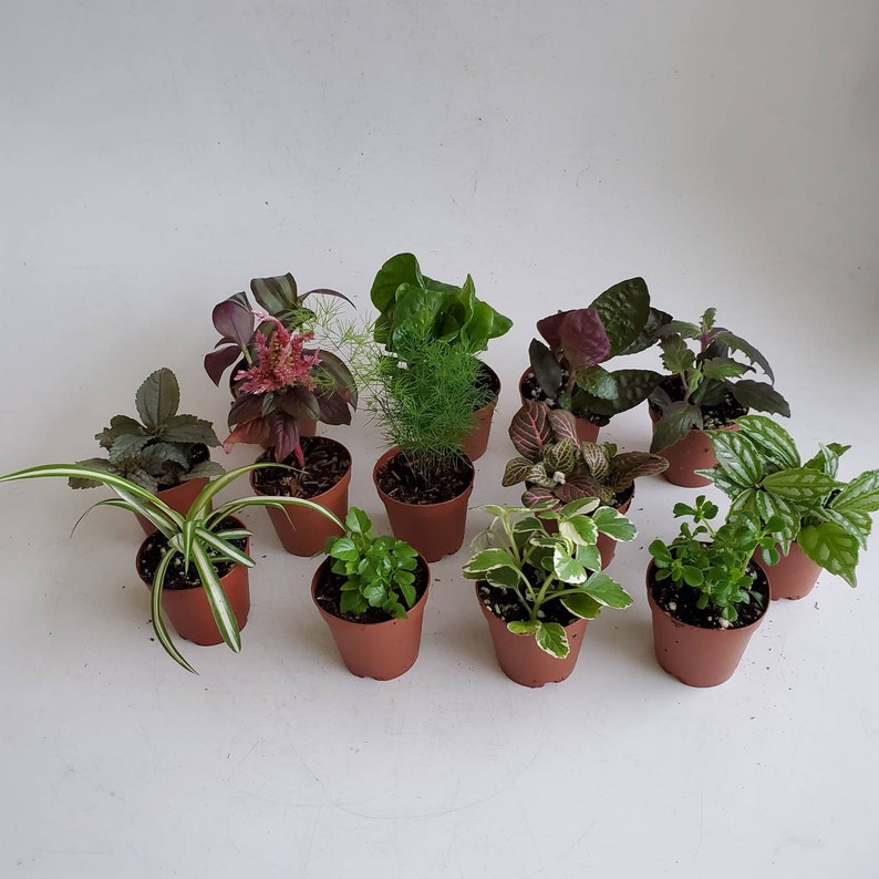 Indoor Plants Mini Foliage Assortment in 2 Pots Dish - Etsy