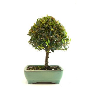May include: A small bonsai tree with a rounded, green leafy crown and a brown trunk. The tree is planted in a light green rectangular ceramic pot. The background is plain white.