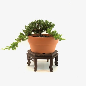 Juniper Procumbens Nana Bonsai Tree - Cascade Style - 7&quot; Pot
