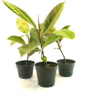 Ficus sp Shivereana ‘Moonshine’ – 4&quot; Nursery Pot - Live Indoor Plant with Variegated Green & Cream Leaves | Easy Care Houseplant