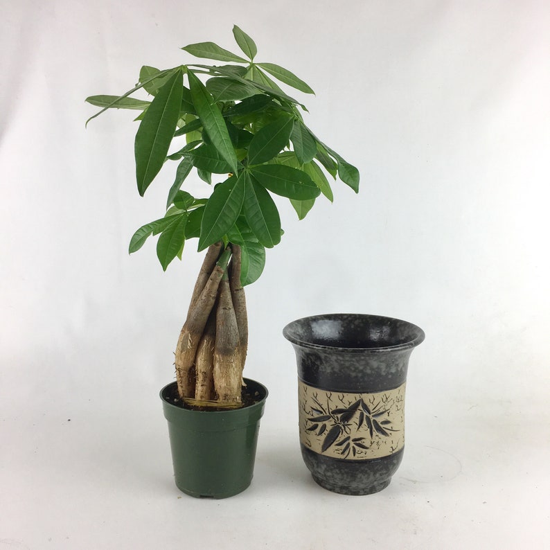 Money Tree Indoor Plant in a Pot With Bamboo Design Beautiful Etsy