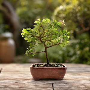 May include: A small bonsai tree with vibrant green leaves and a single pale flower, planted in a rectangular, reddish-brown glazed ceramic pot. The tree features a slender, woody trunk and branches that spread outward, with small white pebbles covering the soil.