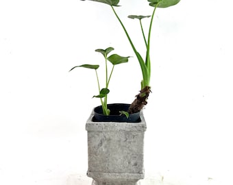 Rare Alocasia Cucullata &#39;Buddha&#39;s Hand&#39; Plant in White Pot