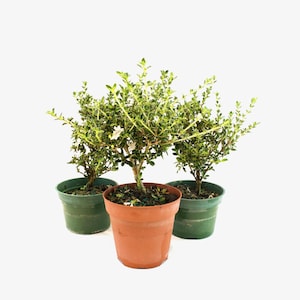 May include: Three small potted plants with green foliage and small white flowers. Two plants are in green pots, and one is in a terracotta pot. The plants are set against a white background.