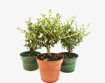 Mount Fuji Serissa Bonsai Tree 4" Pot: Snow Rose with Tiny White Flowers