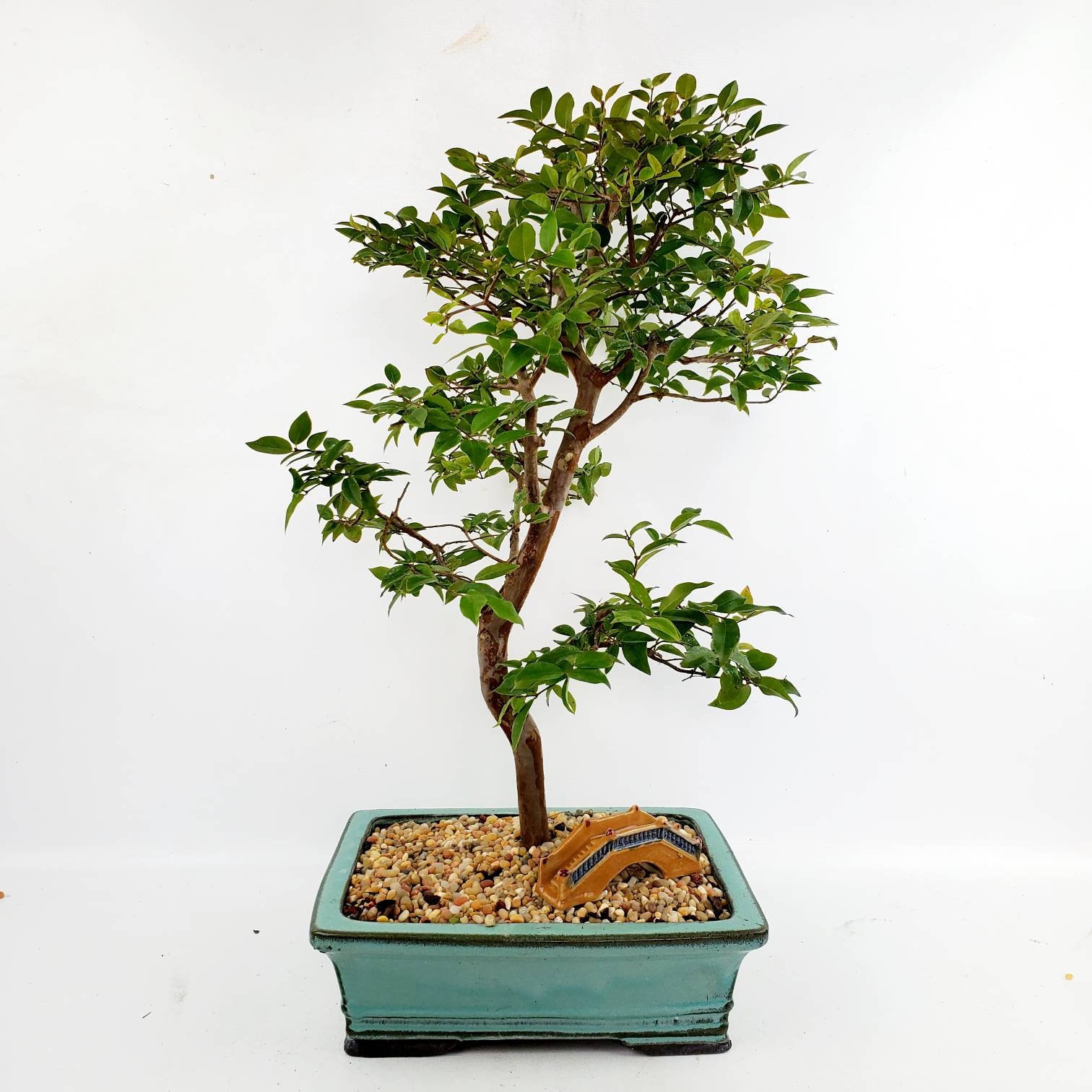 bonsái Jaboticaba Myrciaria cauliflora planta de Etsy España