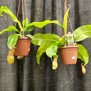Nepenthes St. Gaya: Carnivorous Asian Pitcher Plant in 4&quot; Pot