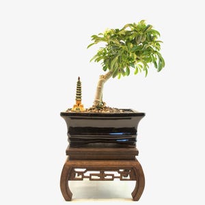Dwarf Schefflera Bonsai Tree: Variegated Arboricola in 6&quot; Ceramic Pot