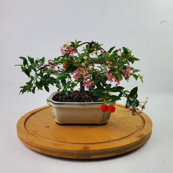 Barbados Cherry Bonsai Tree Care: Expert Tips for Thriving Trees