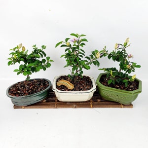 Grewia Caffra Live Bonsai Tree in a 6 Bonsai Pot, Purple Flowering, Lavender Star Flower, Unique Gift image 2