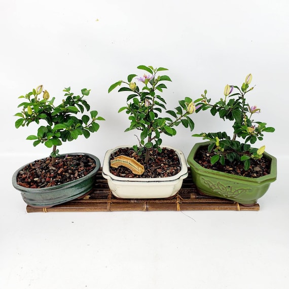 die schönsten bonsai arten Green Home Bonsai Erde main image 1