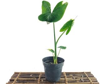 Alocasia Mickey Mouse Plant - 4" Pot - Unique Foliage