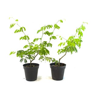 May include: Two small potted plants with bright green foliage and slender stems. The plants are in black plastic pots against a white background. The leaves are small and delicate, creating a full, textured appearance.