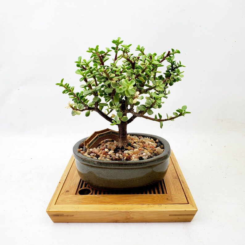 Dwarf Variegated White Jade Bonsai in 6 Pot Etsy