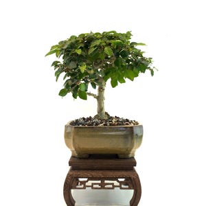 Parrot’s Beak Bonsai – One of a Kind in 6.5&quot; Pot | 11&quot; Tall | Unique Tropical Bonsai with Glossy Foliage | Indoor or Outdoor Gift