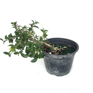 Dwarf Barbados Cherry Bonsai: Live &#39;Malpighia Punicifolia&#39; - Flowering & Fruiting