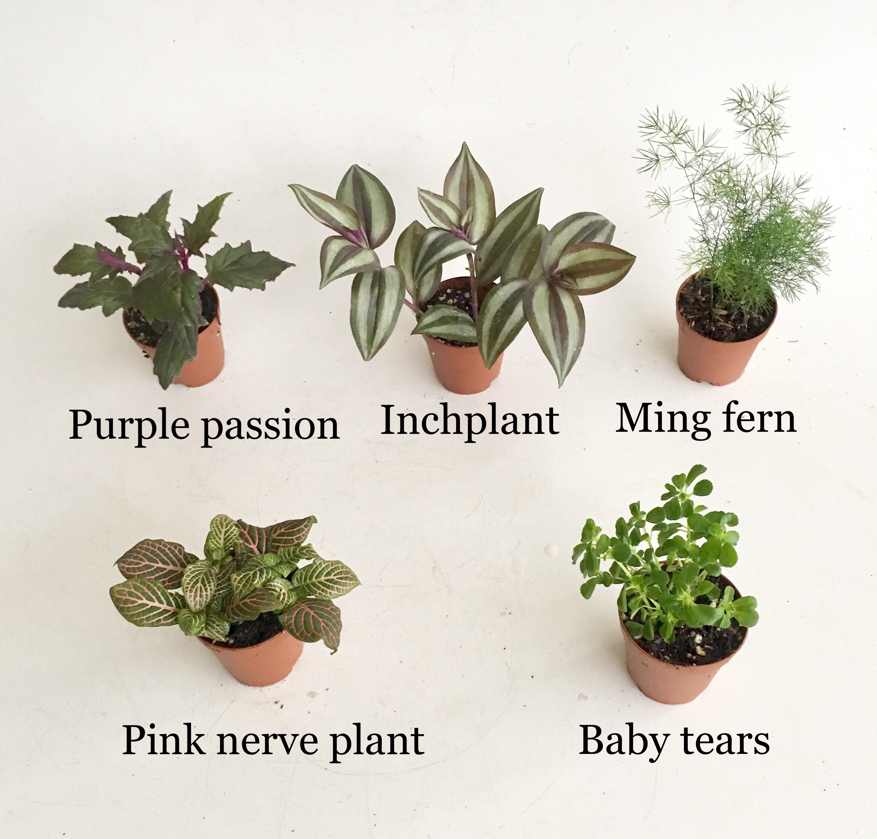 Plantes dintérieur, mini assortiment de feuillage en pots de 2 , jardin à  vaisselle, terrarium, plantes de
