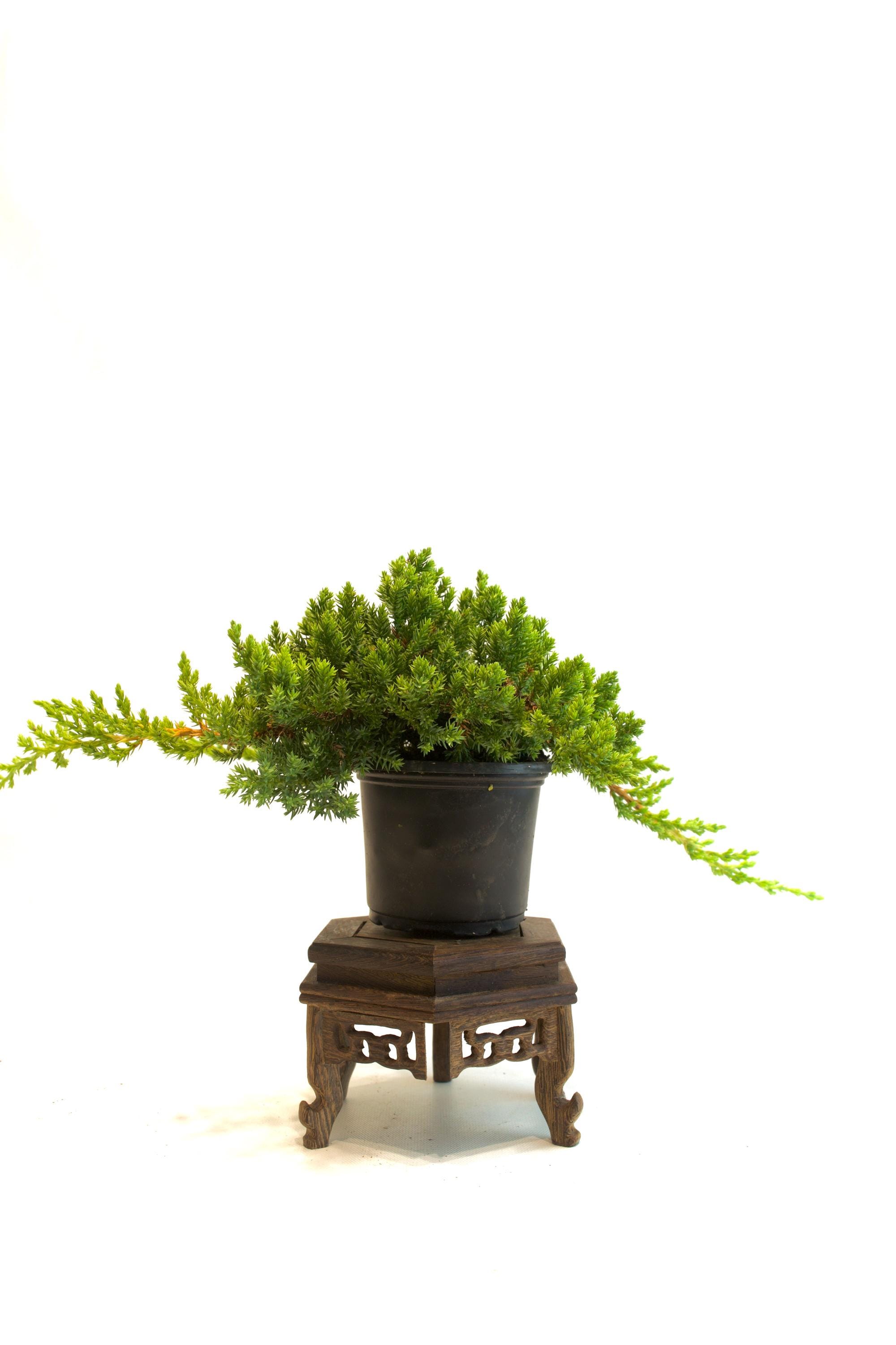 hanging stick plant Cynchanum marnierianum (Dead Stick Plant) main image 0