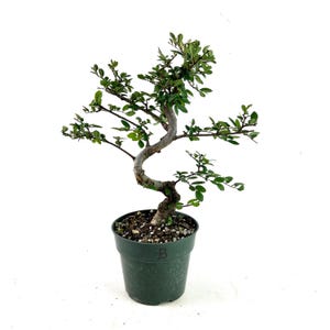 May include: A small bonsai tree in a dark green plastic pot. The tree has a curved trunk and branches with small green leaves. The pot is filled with soil and small pebbles. The background is plain white.