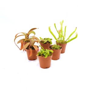 May include: An assortment of small potted carnivorous plants, including pitcher plants and Venus flytraps. The plants have green and reddish-brown foliage and are in small, brown plastic pots. The background is plain white.