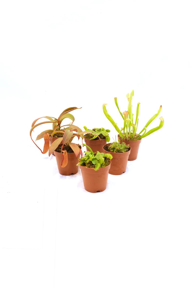 Carnivorous Plant Set Assortment in 2" Pots - Indoor Plants, Dish ...