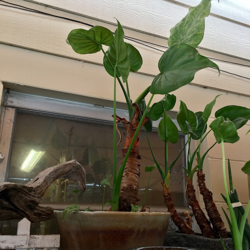 May include: A potted plant with large, green, heart-shaped leaves. The plant has thick, reddish-brown stalks and is in a ceramic pot. The background includes a window and a section of a white-painted wall.