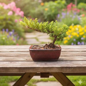 Japanese Juniper Bonsai Tree in 5" Pot - Live Potted Procumbens Nana