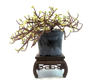 Rare Variegated White Jade Bonsai - 6" Nursery Pot - Pre-Bonsai