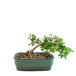 Barbados Cherry Bonsai – Live Flowering Tree with Pink Blossoms & Edible Fruit | 7.25&quot; Pot | Indoor/Outdoor Gift for Gardeners