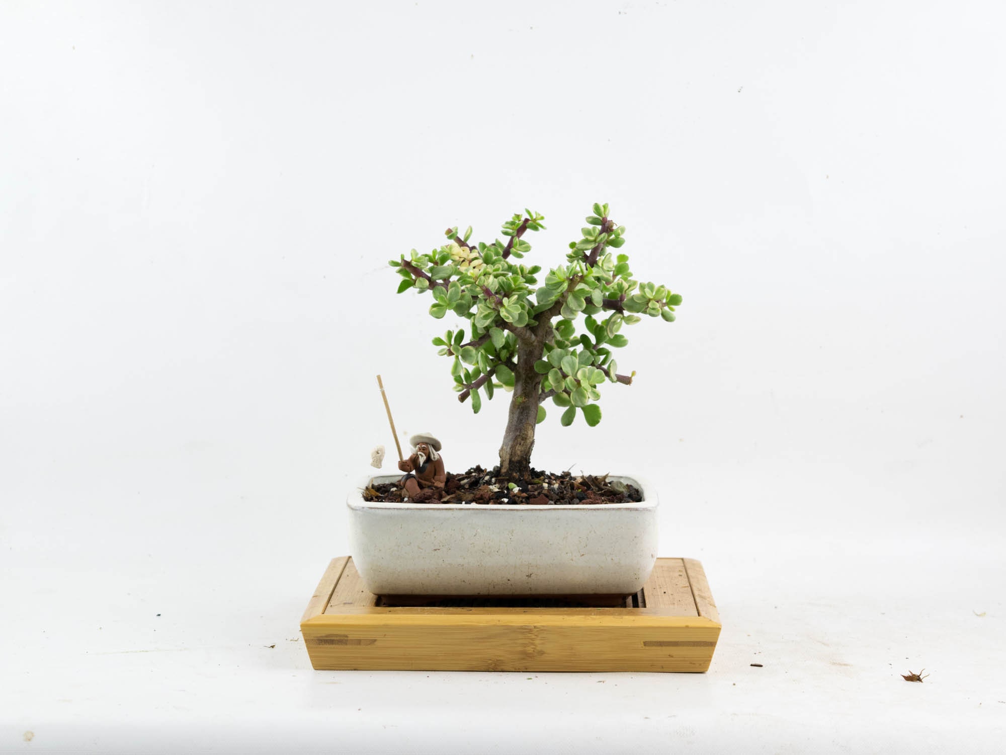 White Jade Variegated Bonsai: Dwarf Portulacaria Afra in 6" Pot - Etsy