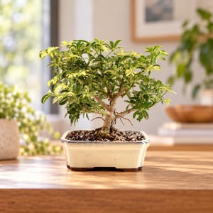 May include: A Schefflera arboricola bonsai tree with variegated green and yellow leaves, planted in a rectangular, cream-colored ceramic pot filled with dark soil and small pebbles, displayed as a small indoor plant.