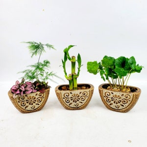Floral Brown Planter Potted Plants, Coffee, Parlor Palm, Hypoestes, Lucky Bamboo, Fern, Unique Gift