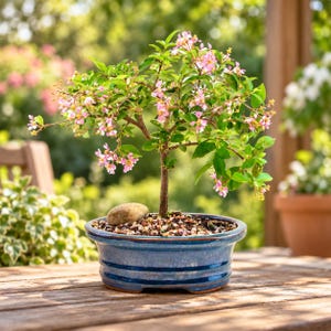 May include: A small bonsai tree with green leaves and light pink flowers planted in a round, glossy blue ceramic pot. The soil surface is covered with small pebbles and a single smooth tan stone sits near the base of the thin brown trunk.