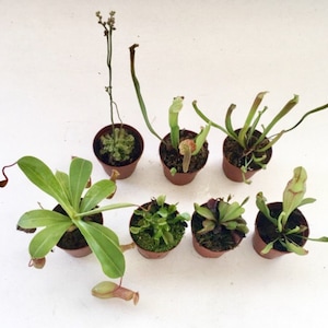 Assorted Live Carnivorous Plants set of 1, 3 or 5,  Sundew, Asian Pitcher plant, Venus Flytrap, Sarracenia