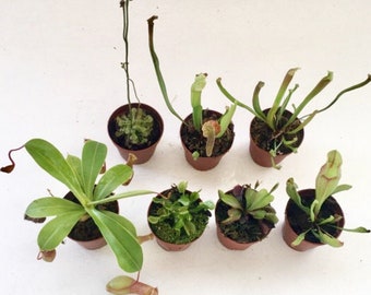 Assorted Live Carnivorous Plants set of 1, 3 or 5,  Sundew, Asian Pitcher plant, Venus Flytrap, Sarracenia