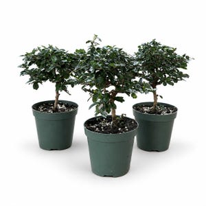 Fukien Tea Small Leaves Pre Bonsai Tree 4": Live Indoor/Outdoor Plant with Tiny White Flowers