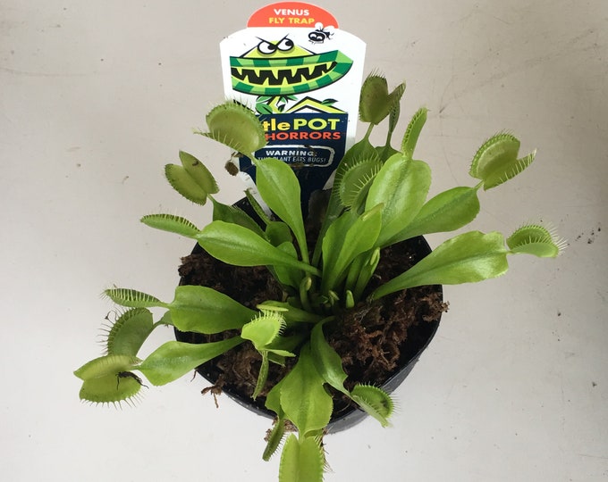 Carnivorous Venus Fly Trap Live Plant in a 2 Grow Pot, Terrarium, Bug