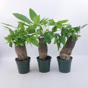 Money Tree Stump  in a 4&quot; grow pot, indoor plant, unique gift bring great fortune, nice thick trunk very healthy Housewarming office gift