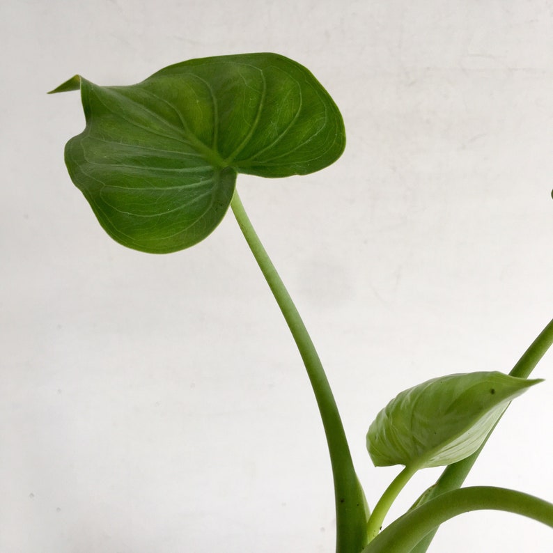 May include: A close-up of a vibrant green plant leaf with prominent veins. The leaf is heart-shaped and has a smooth texture. The stem is long and slender, with a few smaller leaves visible. The background is a plain white.