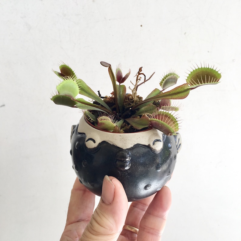 Baby Carnivorous Asian Pitcher plant Venus Fly Trap or