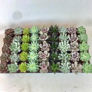 Mini Succulent in 2&quot; pot indoor outdoor plant, small foliage, fairy garden very cute unique shower wedding birthday holiday gift