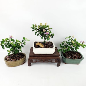 Grewia Caffra Live Bonsai Tree in a 6&quot; Bonsai Pot, Purple Flowering, Lavender Star Flower, Unique Gift
