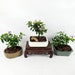 see more listings in the Bonsai section