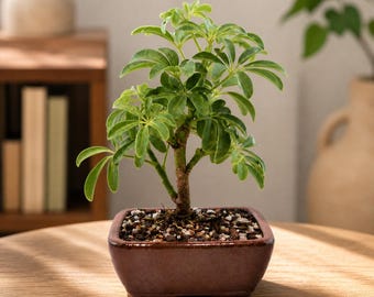 Dwarf Schefflera Bonsai Tree in 7" Ceramic Pot