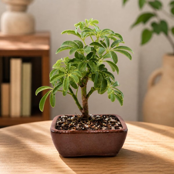 Dwarf Schefflera Bonsai Tree in 7" Ceramic Pot