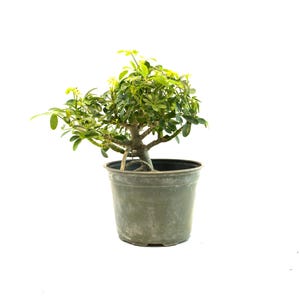 May include: A small bonsai tree in a weathered, dark green plastic pot. The tree has a thick, textured trunk and branches with vibrant green leaves. The pot is approximately 6 inches in diameter, set against a clean white background.