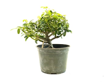 one bonsai Ficus Microcarpa Bonsai