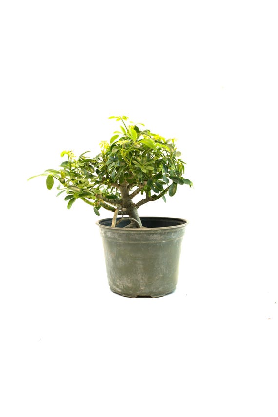 live hanging plants Pothos Marble Queen in Hanging Basket