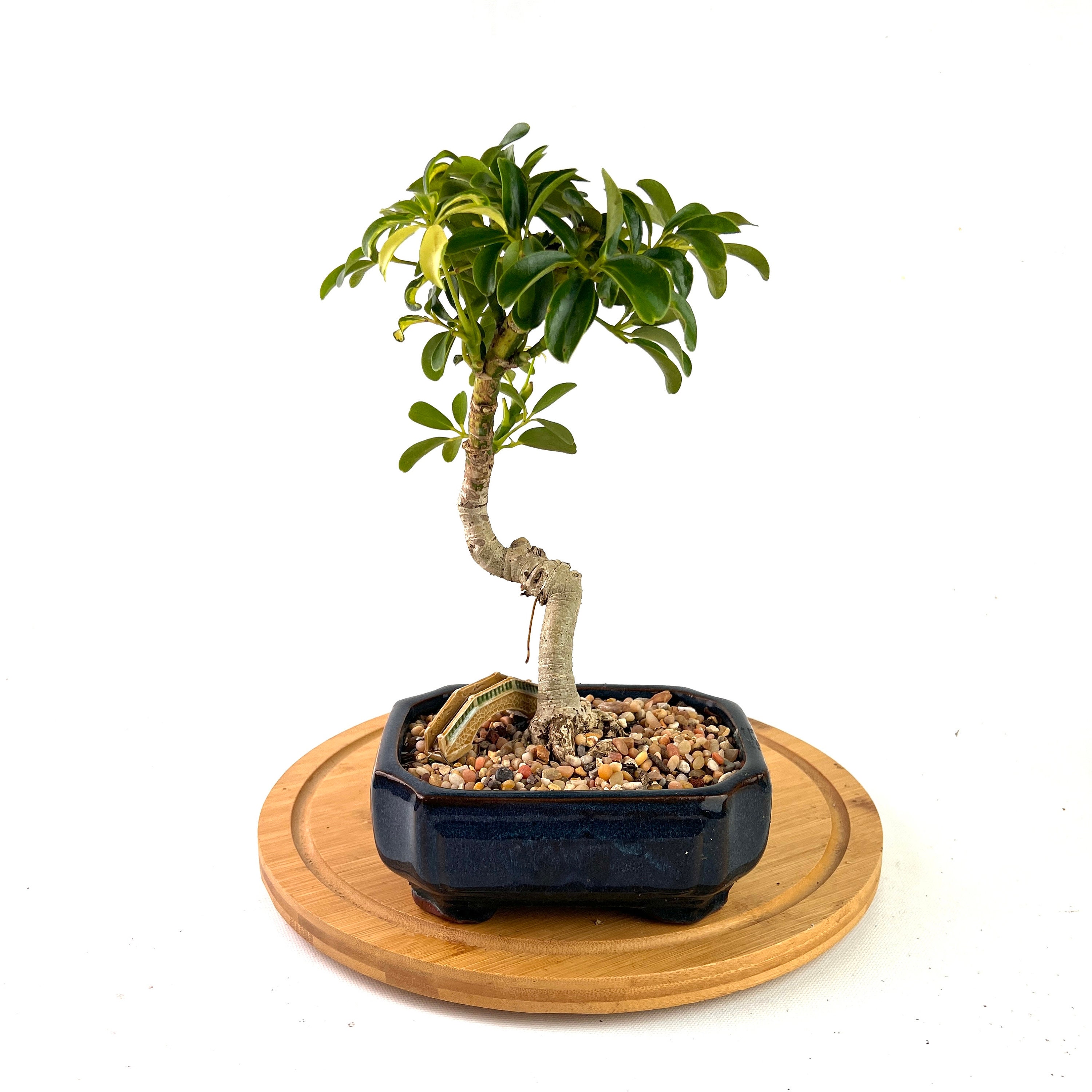If you cannot find a proper Bonsai pot in your country or cannot