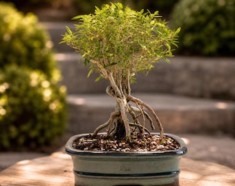 Mount Fuji Serissa Bonsai Tree in 7" Ceramic Pot: Snow Rose with Tiny White Flowers